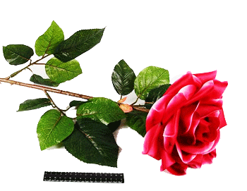 http://www.gerbera-chita.ru/images/upload/розы-гиганты.png